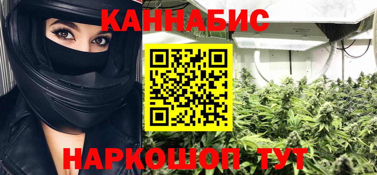Бошки марихуана конопля  МАРИХУАНА индика  Лесной  Бошки Шишки планчик  Вход с VPN 